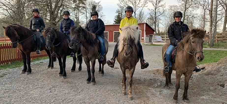 Värnamo BBK red islandshästar